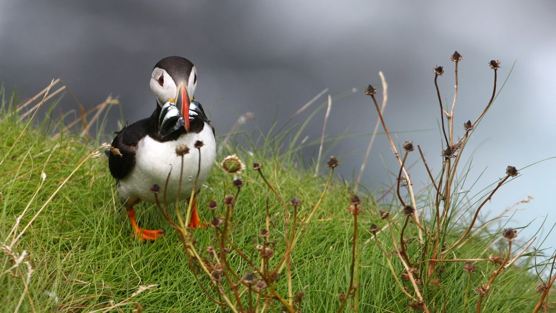 <strong>Rathlin Island, Antrim:</strong> Your best chance of spotting puffins on Rathlin is from April to July, but at other times you can see seals in Mill Bay or spot gannets dive-bombing into the sea.   