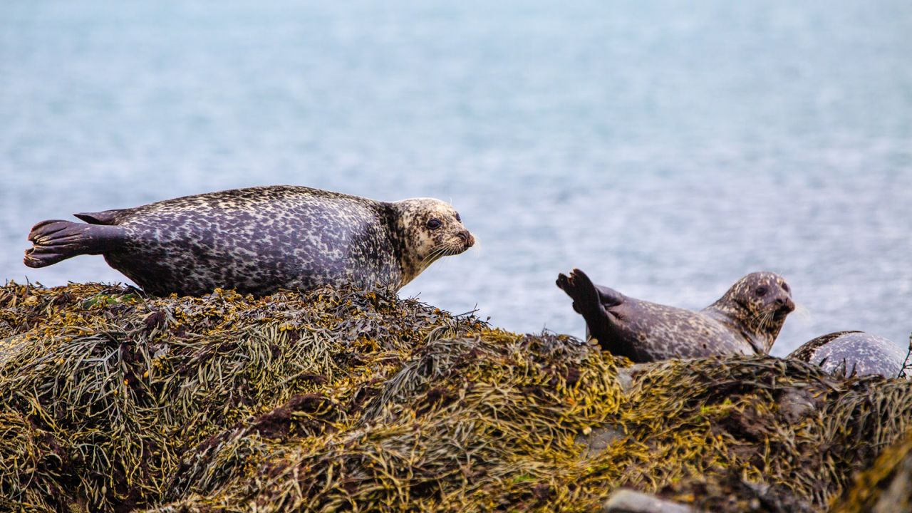 <strong>Lambay Island, Dublin: </strong>Wallabies are Lambay's most surprising animal residents, but there are also seals to be spotted. 