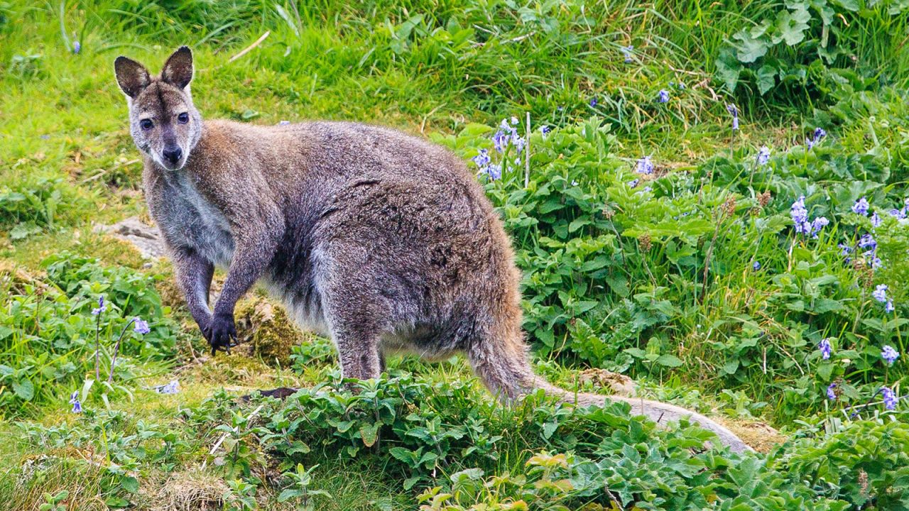 Wallabies in Ireland? You can see them on Lambay. 