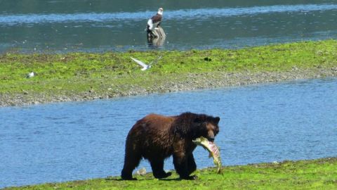 A brown bear carries a fish with a bald eagle perched upon a rock in the background in Tongass National Forest.