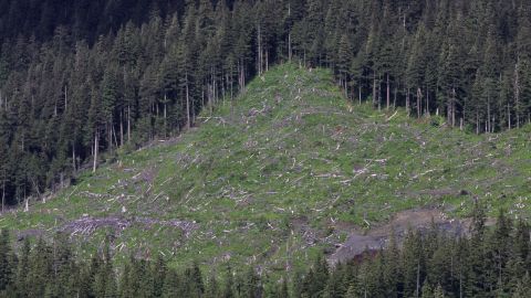 Clear-cutting in the years before development was banned left slopes along the Inside Passage bare.