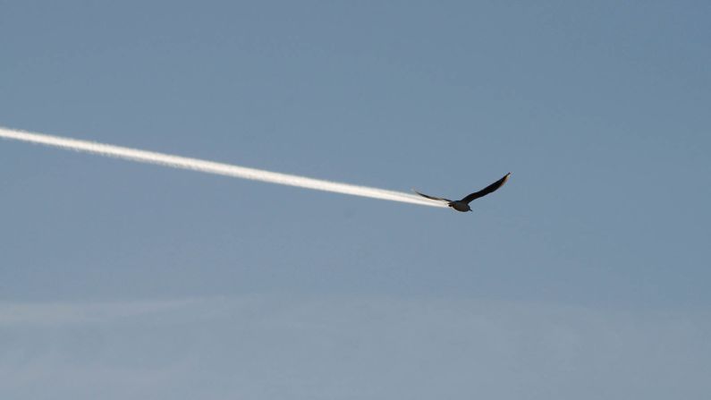 <strong>Is it a bird, is it a plane? </strong>Not actually a jet-propelled gull, but a chance moment caught by Bob Carter in the UK when the airplane in the distance was obscured by a bird. 