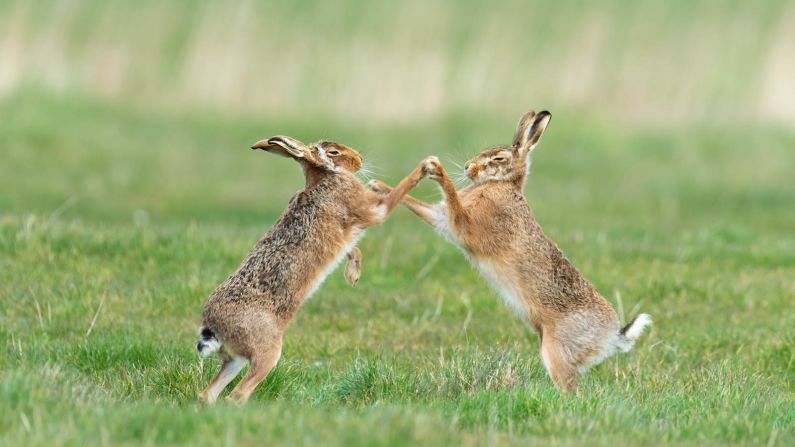 <strong>We're not dancing the foxtrot: </strong>These two hares, photographed by Philip Marazzi in the UK, are "boxing" -- a springtime sight, when females fend off persistent male suitors. 