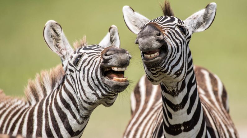 <strong>Hear the one about the zebra that crossed the road? </strong>Peter Haygarth of Bishop Auckland in the UK took this image of two zebras horsing around in Tanzania.