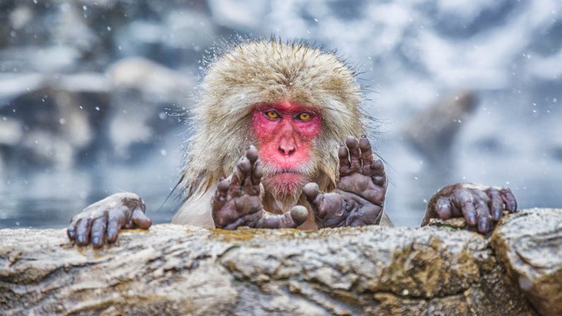 <strong>Look no hands! </strong>Or is it feet? This shot by Pablo Daniel Fernandez shows a Japanese macaque in the Jigokudani Monkey Park.