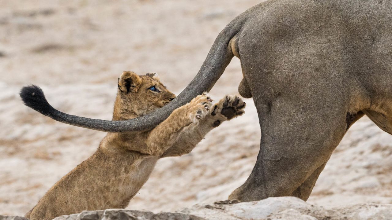2019 Comedy Wildlife Photography Awards: Animals show their funny side | CNN