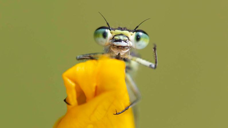 <strong>Bug-eyed and beautiful: </strong>This cheery damselfly was snapped by Kevin Sawford as he waved his greeting from an iris in the UK's Norfolk Broads. 