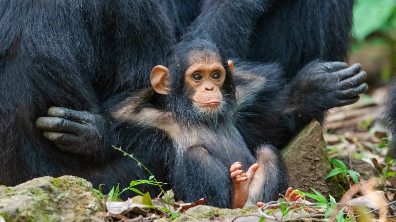 <strong>Chimp's day off: </strong>This little primate already has his work-life balance sorted. US photographer Thomas Mangelsen snapped this image in Tanzania's Gombe Stream National Park.