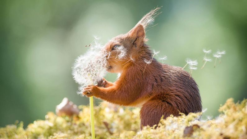 <strong>Aaaatishoo! </strong>A red squirrel sets the dandelion fairies in motion in this photo by Geert Weggen of Sweden. 