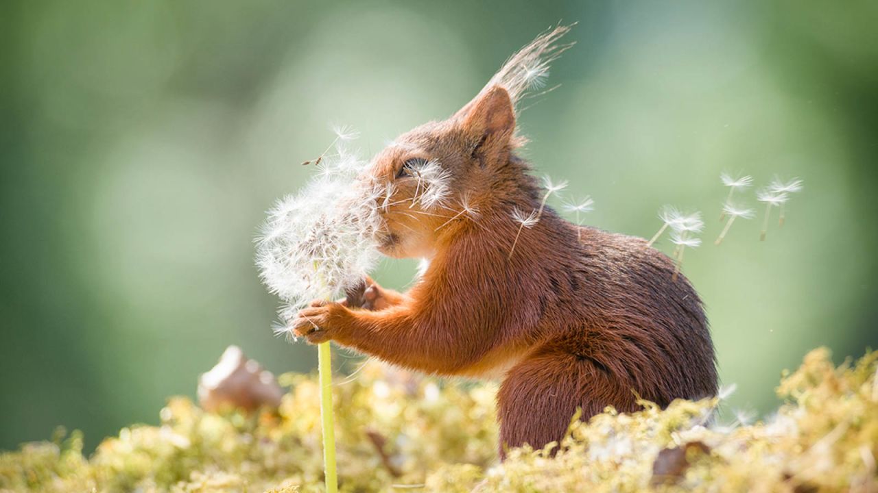 2019 Comedy Wildlife Photography Awards: Animals show their funny side | CNN