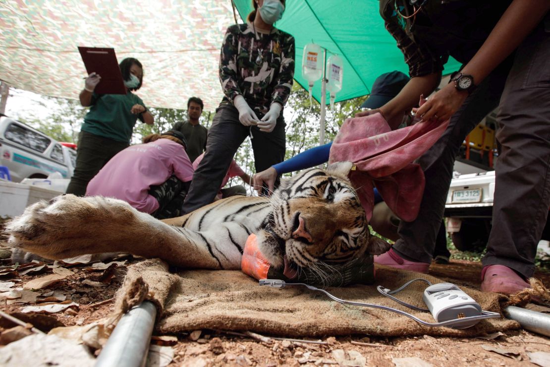 Thai veterinarian officers tend to a sedated tiger at the Wat Pha Luang Ta Bua Tiger Temple on June 1, 2016 in Kanchanaburi province, Thailand. 