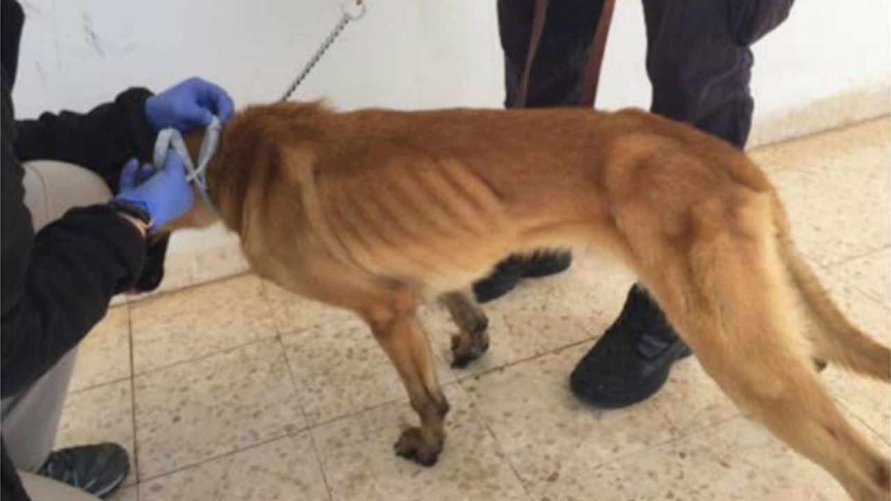 An underweight bomb-sniffing dog in Jordan, which had been sent from the US under the Explosive Detection Canine Program.