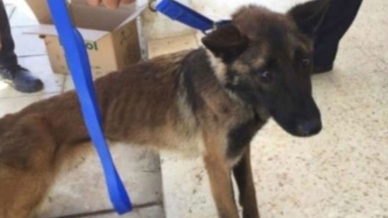 Sniffer dog Athena, who was photographed severely emaciated in 2018, less than one year after being sent from the US to Jordan.