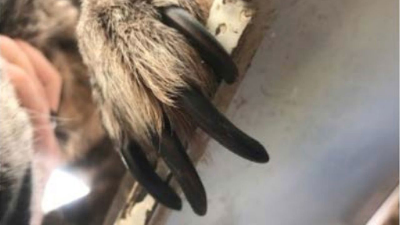 The sniffer dogs in Jordan were found malnourished, disease-ridden, and in need of care services like nail trims.