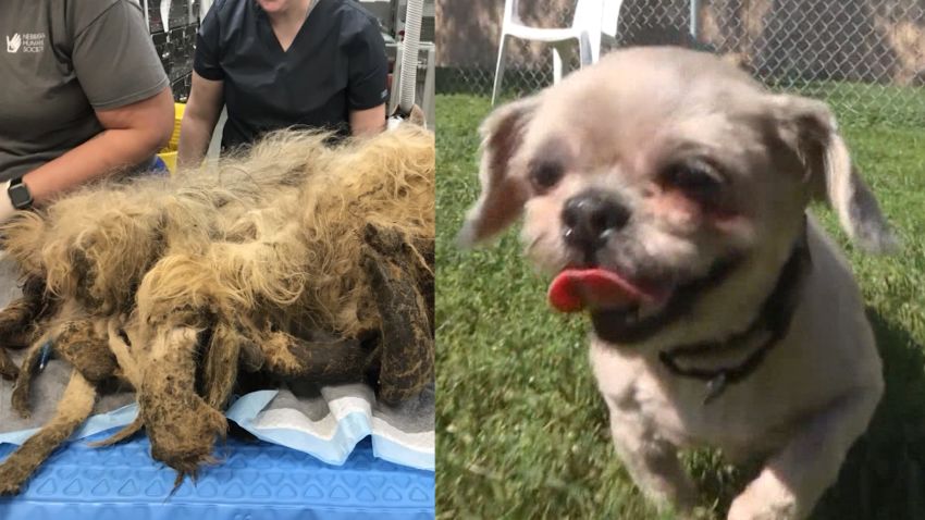 neglected dog split 01