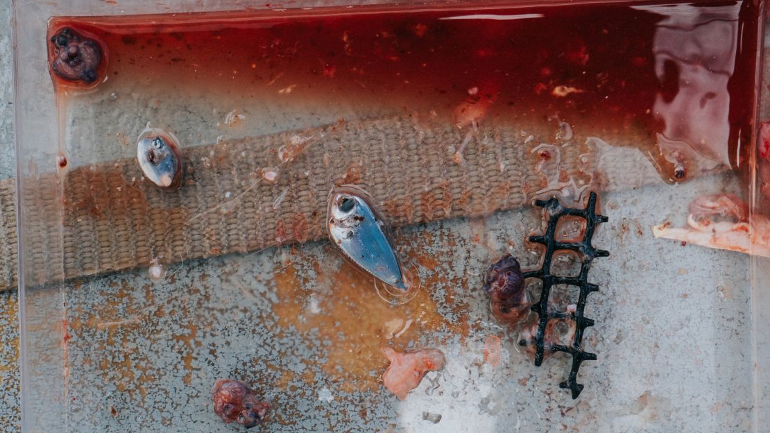 The stomach of a mahi mahi fish, caught by the crew, contained two small fish, three squid beaks and a large piece of vexar -- a plastic commonly used by the shellfish farming industry. 