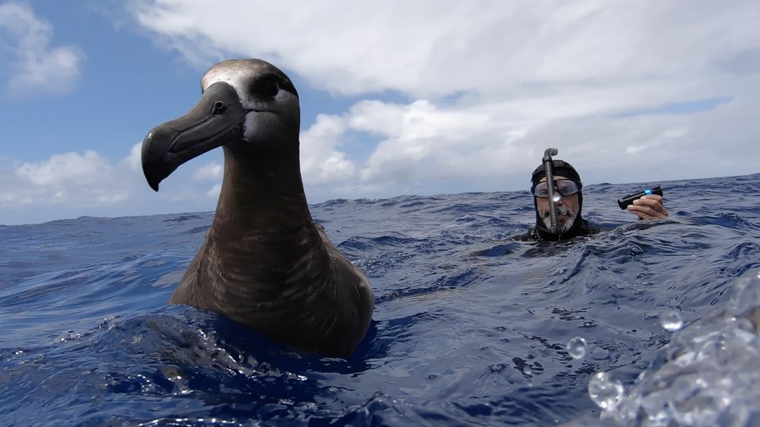 Encounters with albatrosses were among the expedition's highlights.