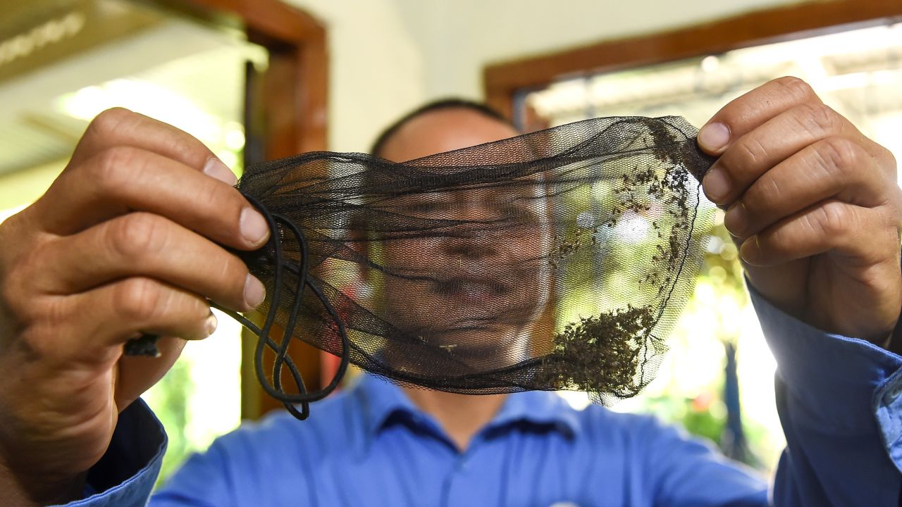 Field officer Luu Quoc Hung from the World Mosquito Program holds a bag of mosquitoes in the southern Vietnamese city of Nha Trang.