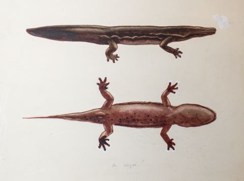 A painting shows the new species of giant salamander called Andrias sligoi, the largest amphibian in the world.