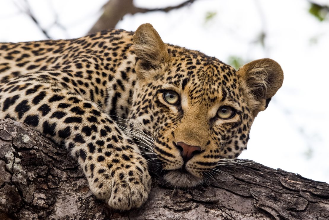 The leopard is the most persecuted big cat in the world.