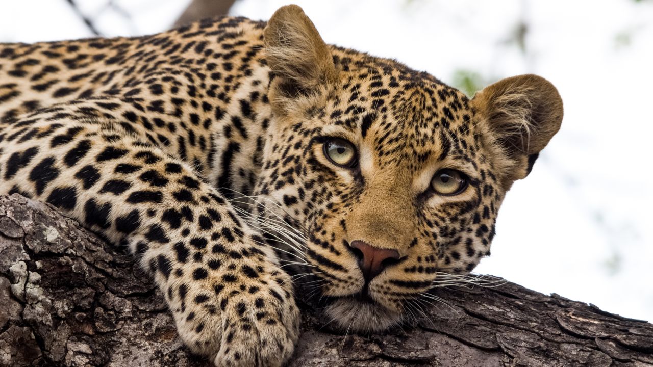 african leopard