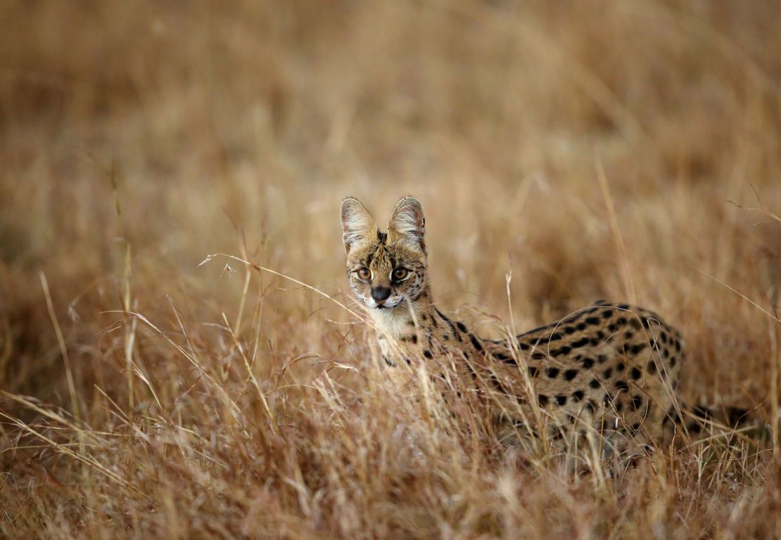 Very little is known about serval population numbers.