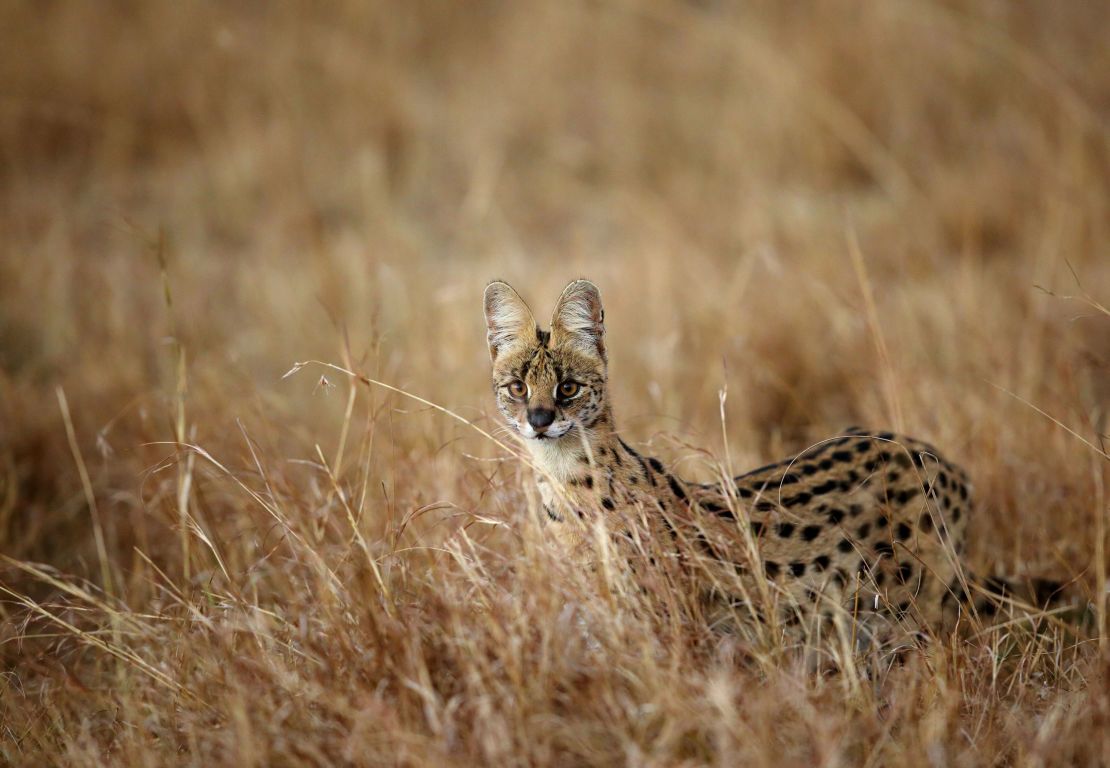 Very little is known about serval population numbers.
