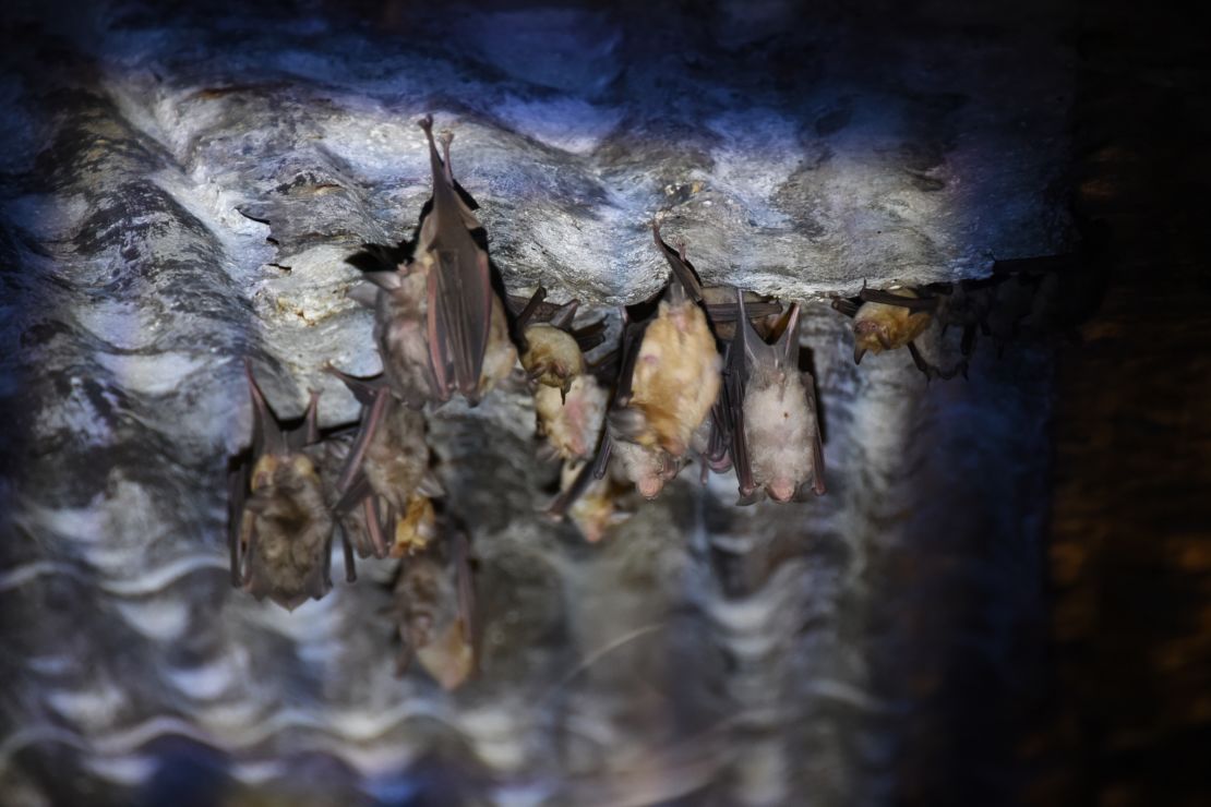Bats shelter within empty military bunkers, in the north-west Golan Heights