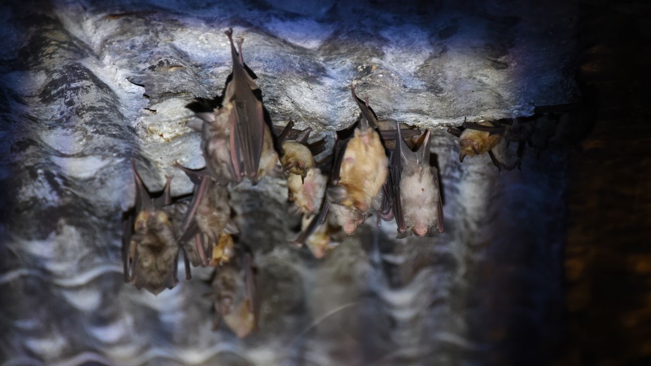 Bats shelter within empty military bunkers, in the north-west Golan Heights
