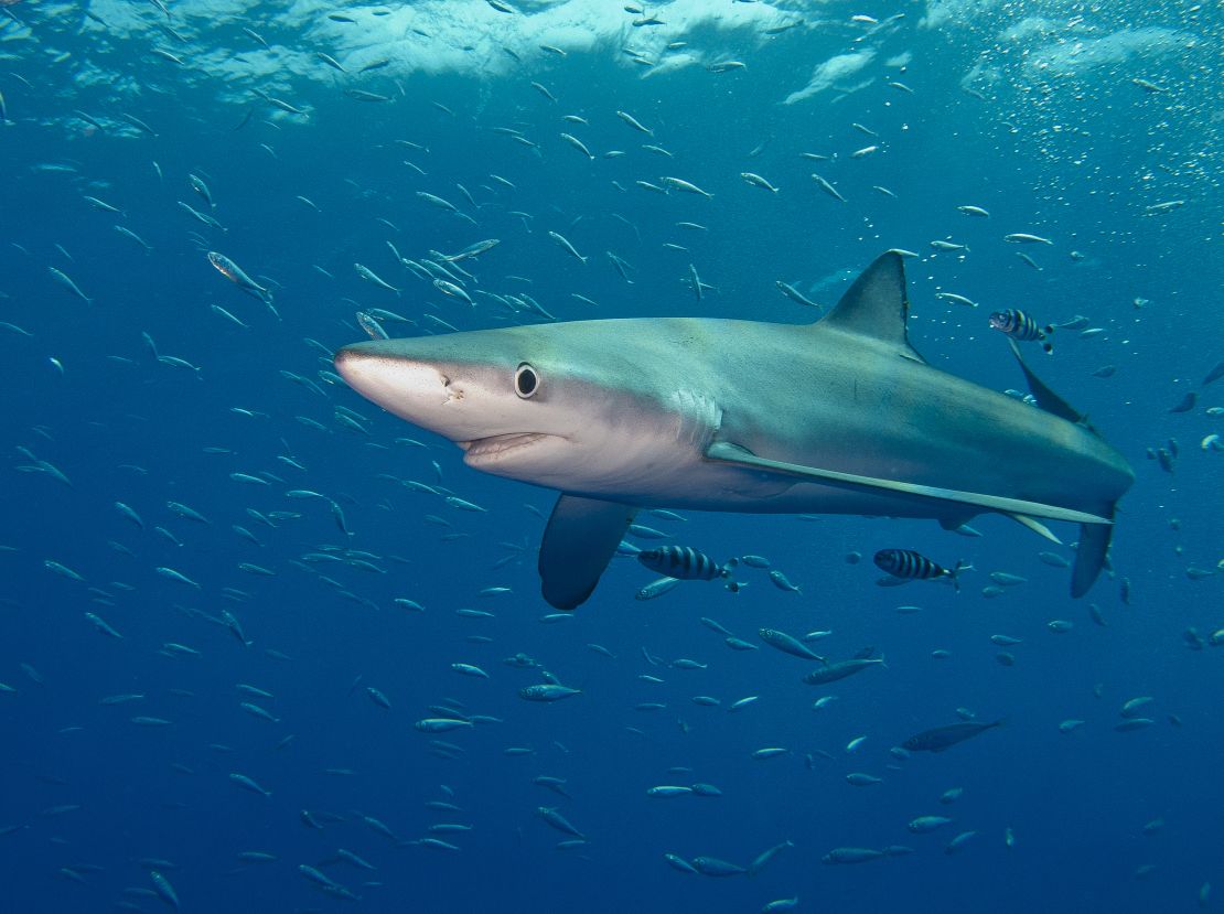 A blue shark in the Atlantic ocean near Pico in the Azores Islands. Blue sharks can migrate on a daily basis, diving more than a thousand feet during the day but returning to the surface at night.