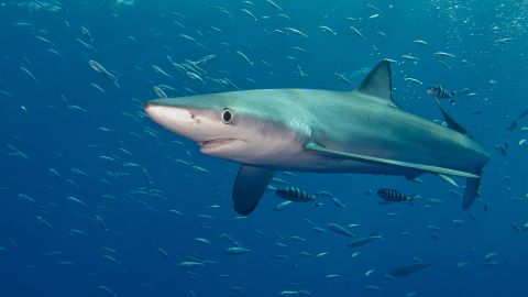 A blue shark in the Atlantic ocean near Pico in the Azores Islands. Blue sharks can migrate on a daily basis, diving more than a thousand feet during the day but returning to the surface at night.