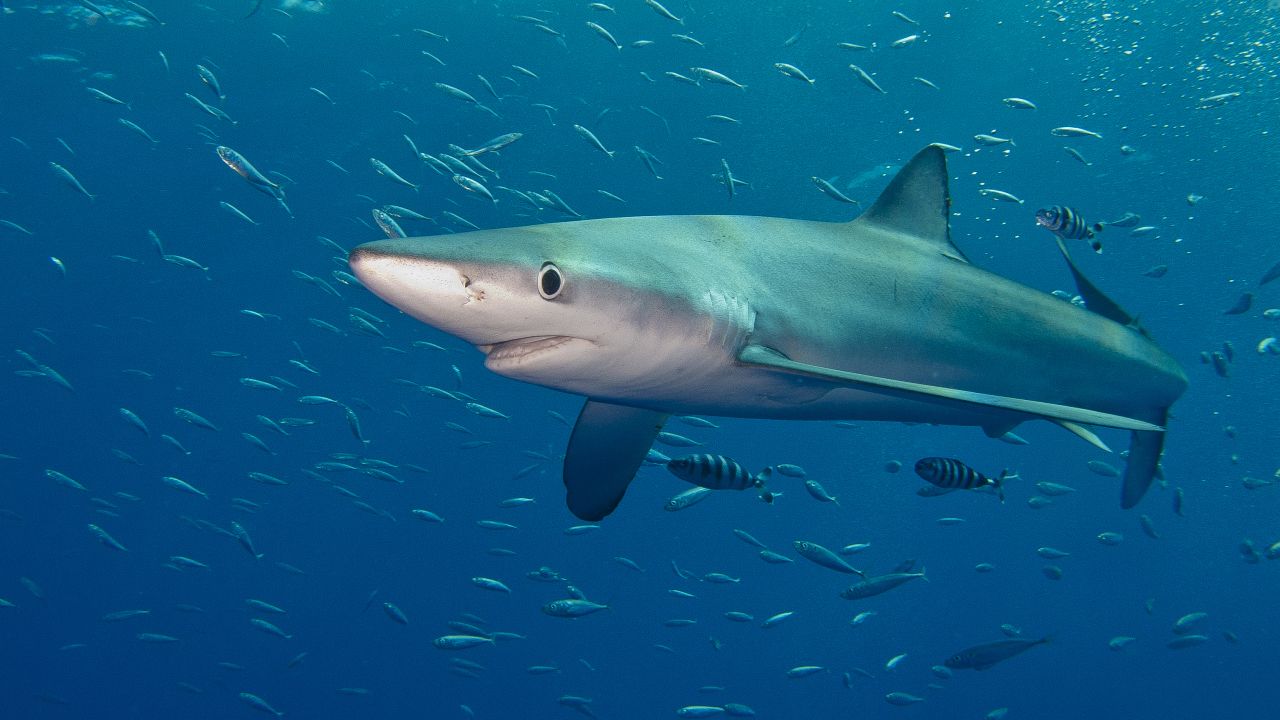 A blue shark in the Atlantic ocean near Pico in the Azores Islands. Blue sharks can migrate on a daily basis, diving more than a thousand feet during the day but returning to the surface at night.