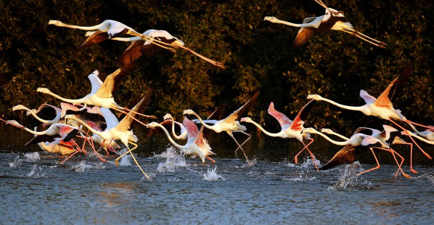 Pink flamingos are pictured as they catch flight at the Ras al-Khor Wildlife Sanctuary on the outskirts of Dubai in the United Arab Emirates. The sanctuary which is Dubai's only desert wetland occupies about 621 hectares on the banks of Dubai Creek.