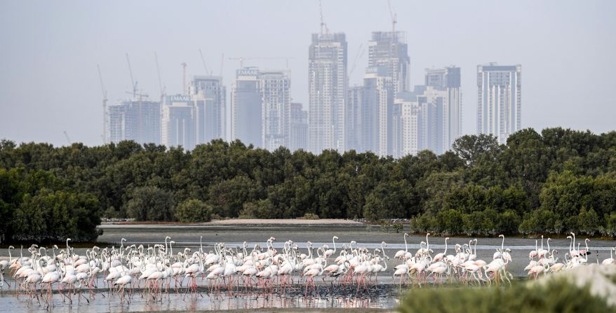 The Ras al-Khor Wildlife Sanctuary comprises of mudflats, lagoons, pools, and mangroves.