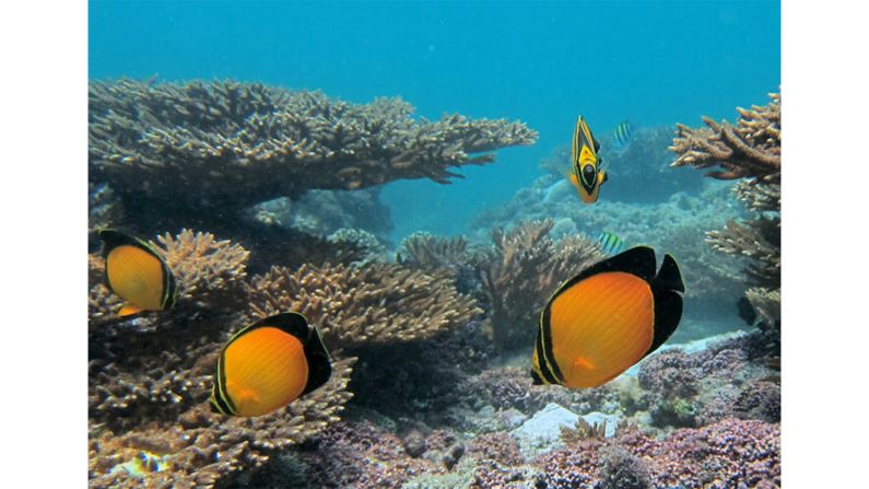 The coral reefs, mangroves and seagrass beds of Jebel Ali Wetland Sanctuary have been designated a globally significant conservation site.