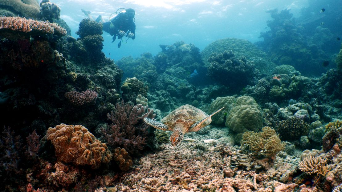 David de Rothschild surveys the Great Barrier Reef off the coast of Australia.