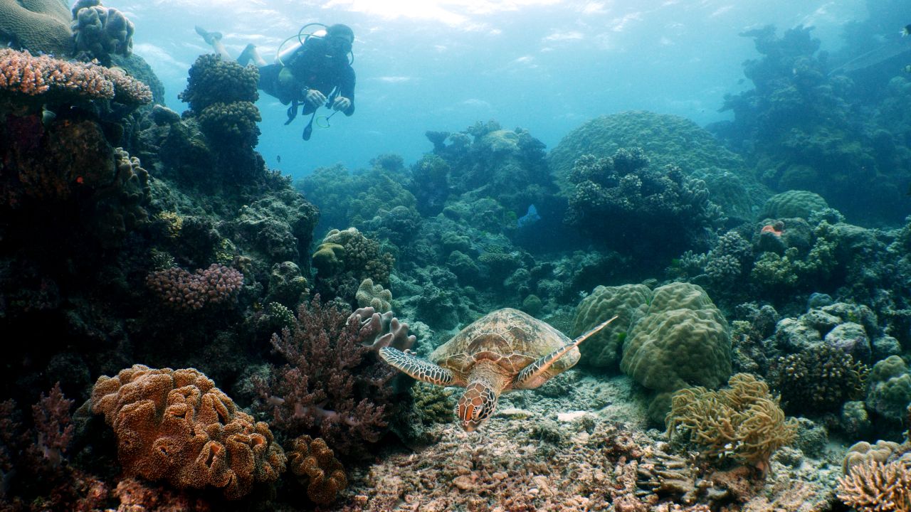 David de Rothschild surveys the Great Barrier Reef off the coast of Australia.