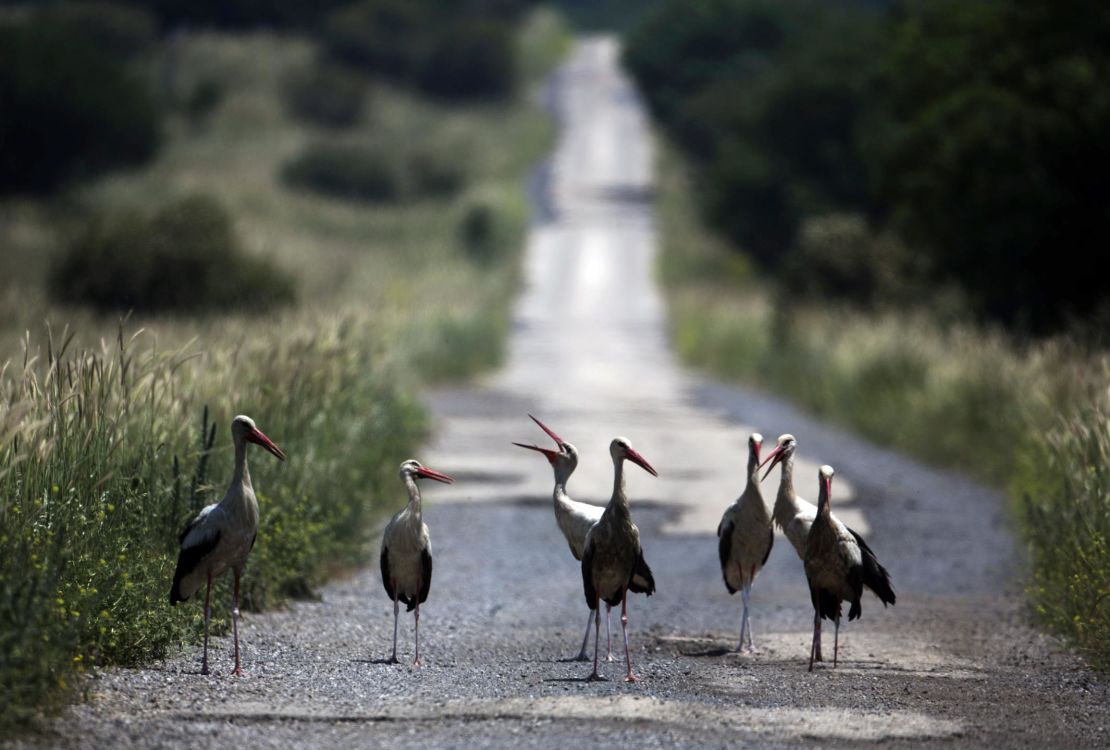 White Storks on a road in the Golan Heights, near the border with Syria, on May 7, 2013.