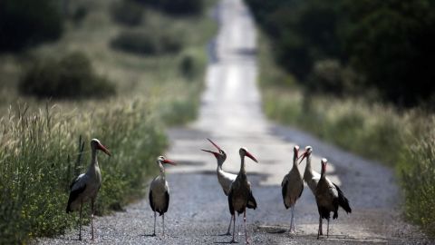 White Storks on a road in the Golan Heights, near the border with Syria, on May 7, 2013.