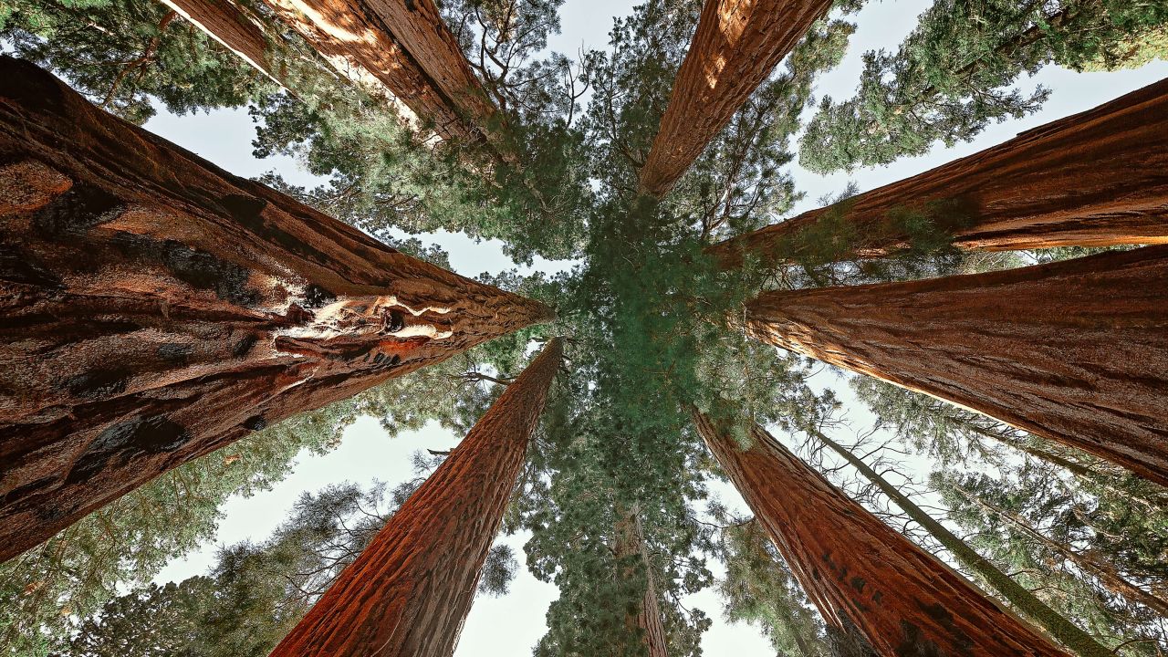 An upward view of giant sequoias in Sequoia National Park, California.