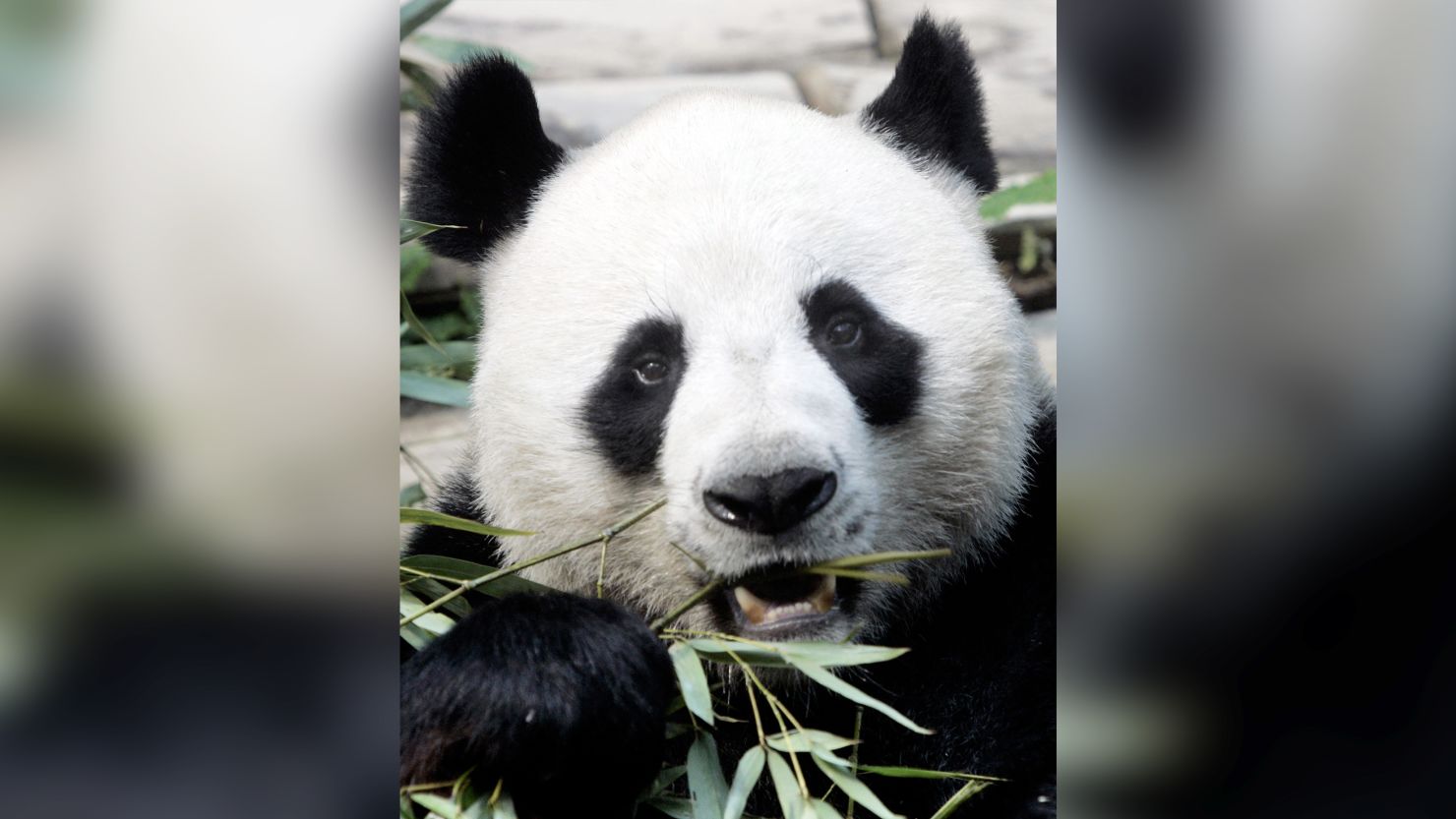 Officials said Chuang Chuang, pictured here in 2007, collapsed Monday in his enclosure at the Chiang Mai Zoo shortly after a meal of bamboo leaves. 