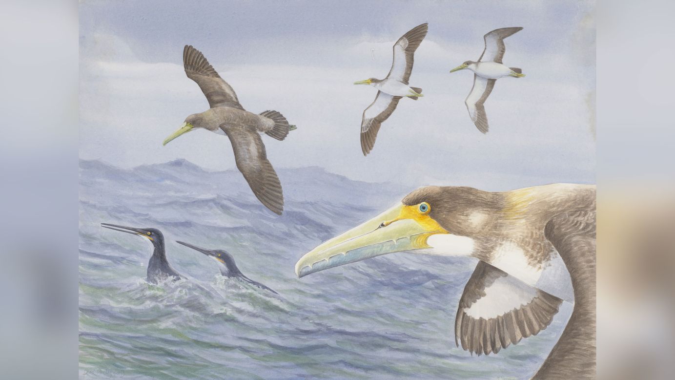 Researchers found a fossil of one of the oldest bird species in New Zealand. While its descendants were giant seafaring birds, this smaller ancestor likely flew over shorter ranges.