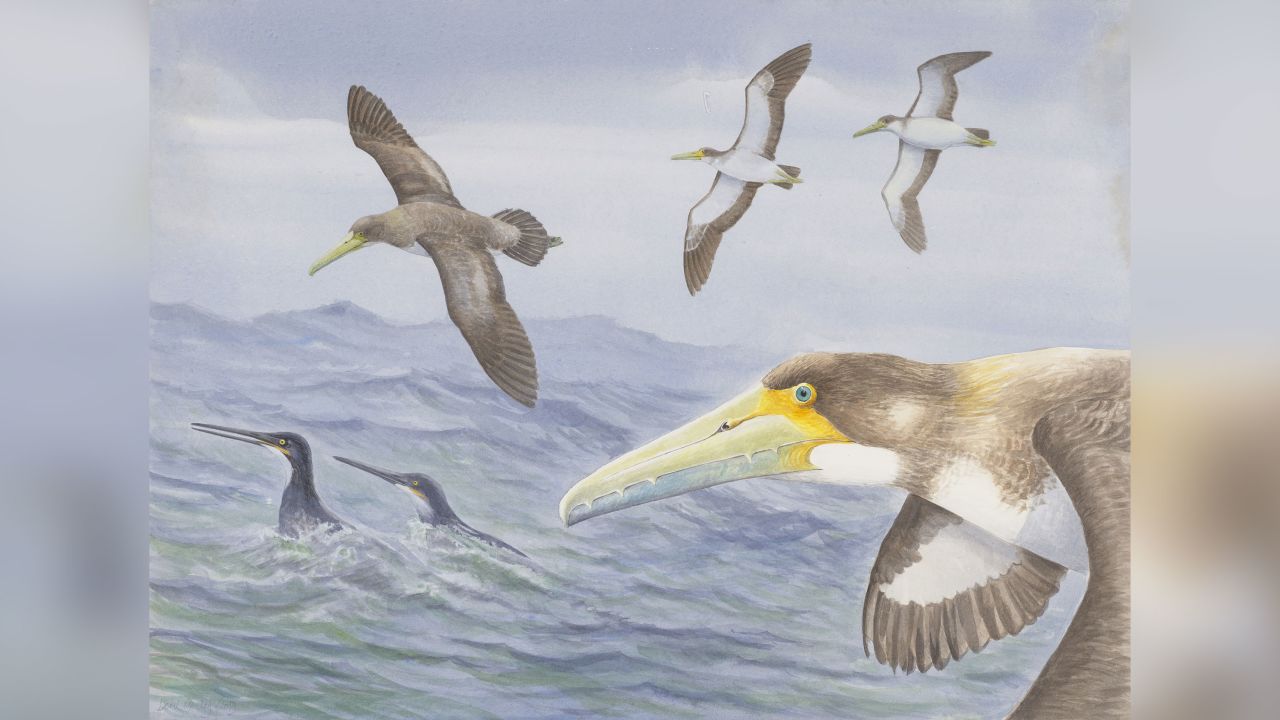Researchers found a fossil of one of the oldest bird species in New Zealand. While its descendants were giant seafaring birds, this smaller ancestor likely flew over shorter ranges.