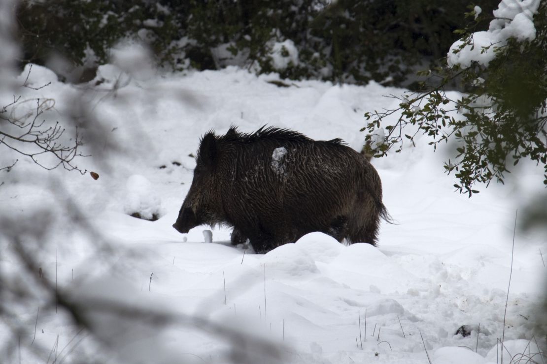 A wild boar walks in a field covered with snow on Mount Hermon in the Golan Heights on March 1, 2012.