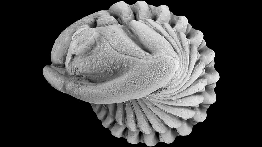 Fossils of trilobites that evolved following the mid-Ordovician ice age.