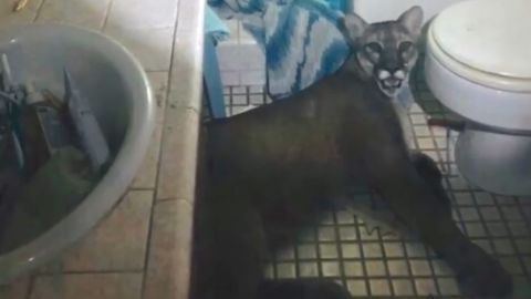 Police were called out to a California home on reports of a break-in. Turns out it was a mountain lion trapped in the bathroom.