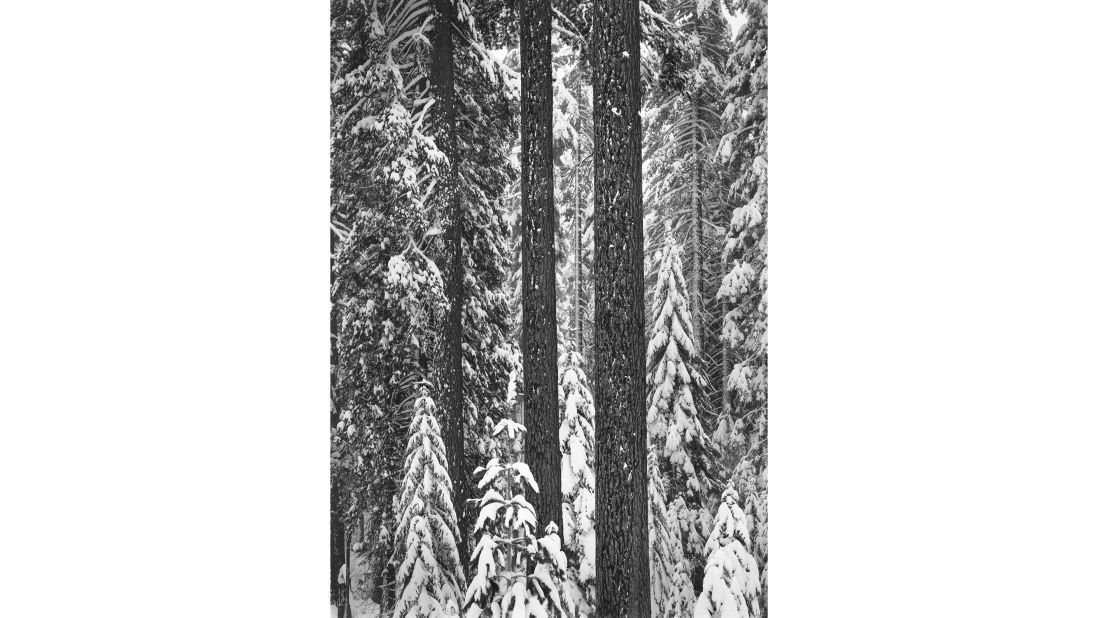 <strong>"Fir Forest in Snow, Wawona Road" (c. 1948).</strong> "This is a relatively unknown image, but one to me that brings to mind the serenity, stillness and quiet that one can find on a winter excursion," says Adams.<br />