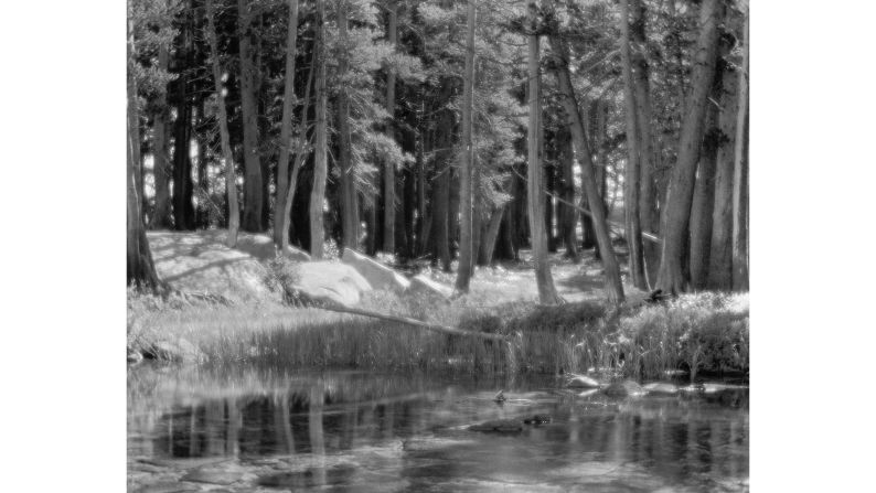 <strong>"Lodgepole Pines, Lyell Fork of the Merced River" (1921). </strong>At the time Adams took this picture, photography was not considered a fine art. Most artistic photographers were trying to make photographs look like paintings, as this one does.
