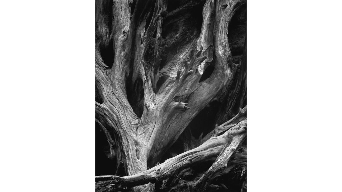 <strong>"Sequoia Roots" (c. 1950). </strong>"This is a fantastic image on many levels," says Adams. "By itself, it is a beautiful photograph of a beautiful object, an abstract composition of a familiar subject."