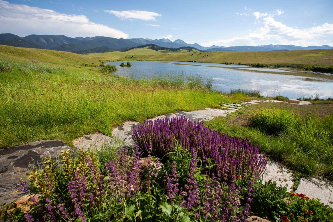 Given enough land to roam, bison grazing patterns can support the return of many native plant species.